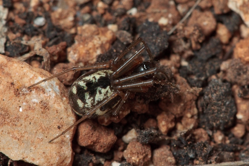 Linyphiidae - Malta